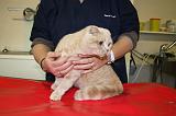 SCOTTISH FOLD - AUSCULTATION 051